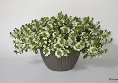 Ofcourse MNP Flowers also opend their testlocation for customers to see their product. This is the Surdiva Scaevola.